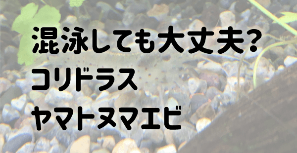 ちょっと待って コリドラスとヤマトヌマエビの混泳 ほんとに大丈夫 Sumoguri すもぐり