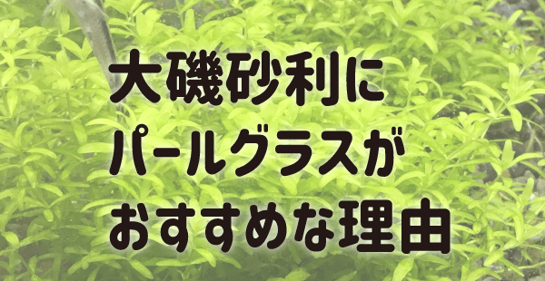 大磯砂利にパールグラスがおすすめな理由